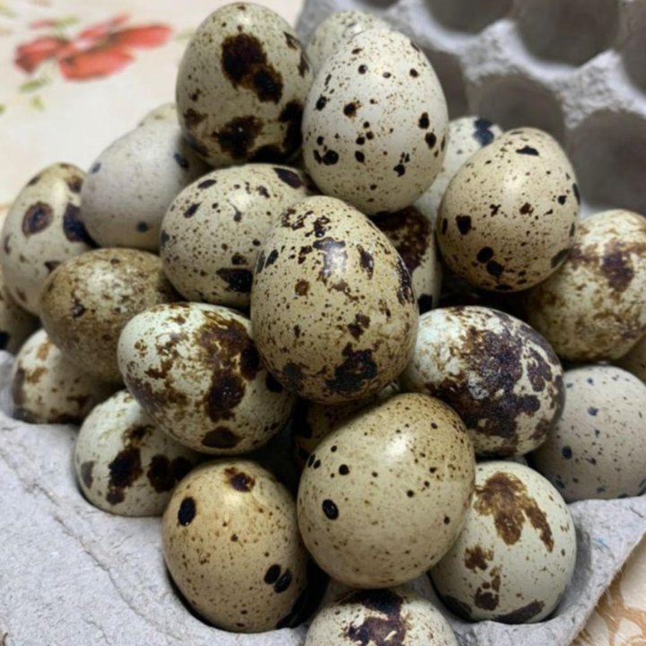 Перепелиные яйца