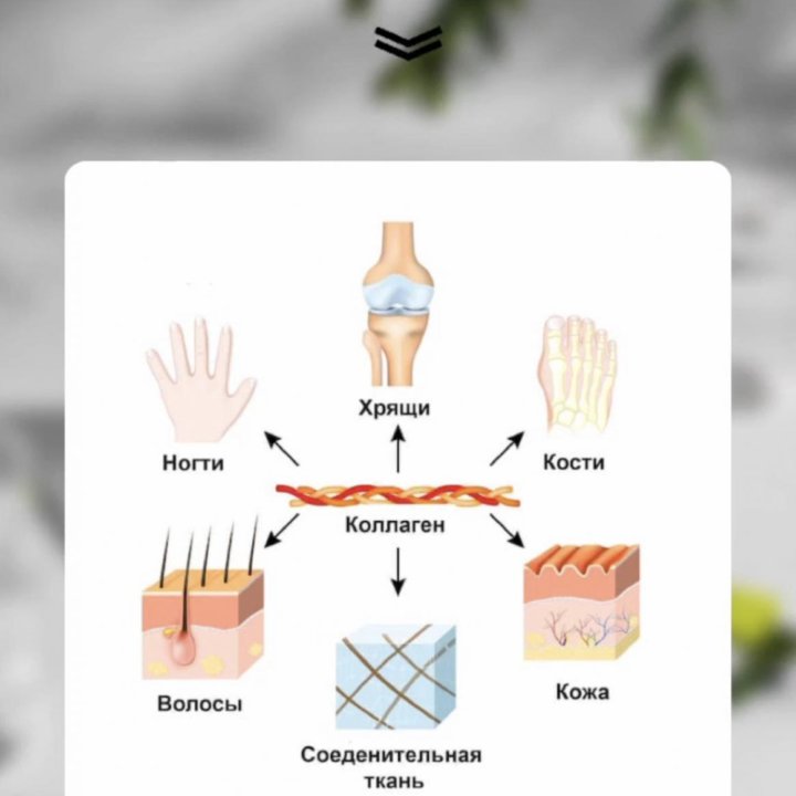 Collagen Peptides — Коллаген Пептидс