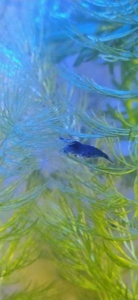 Креветки Neocaridina( Blue Dream).