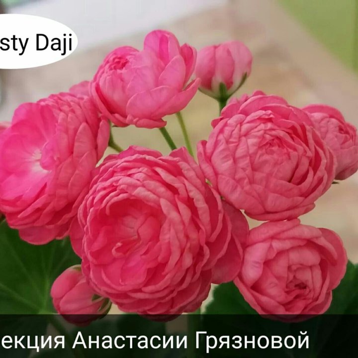 Dynasty Daji  пеларгония