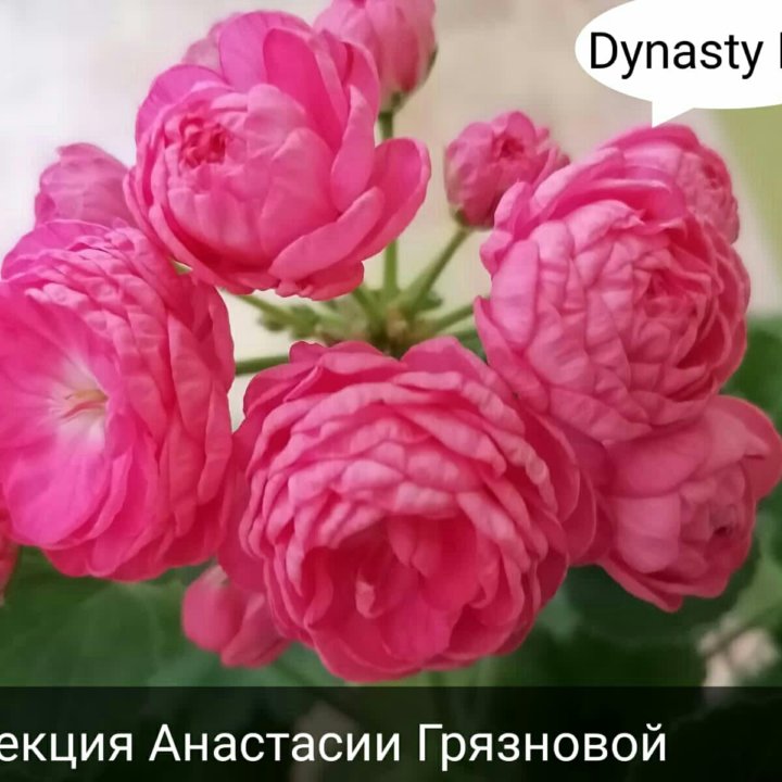 Dynasty Daji  пеларгония