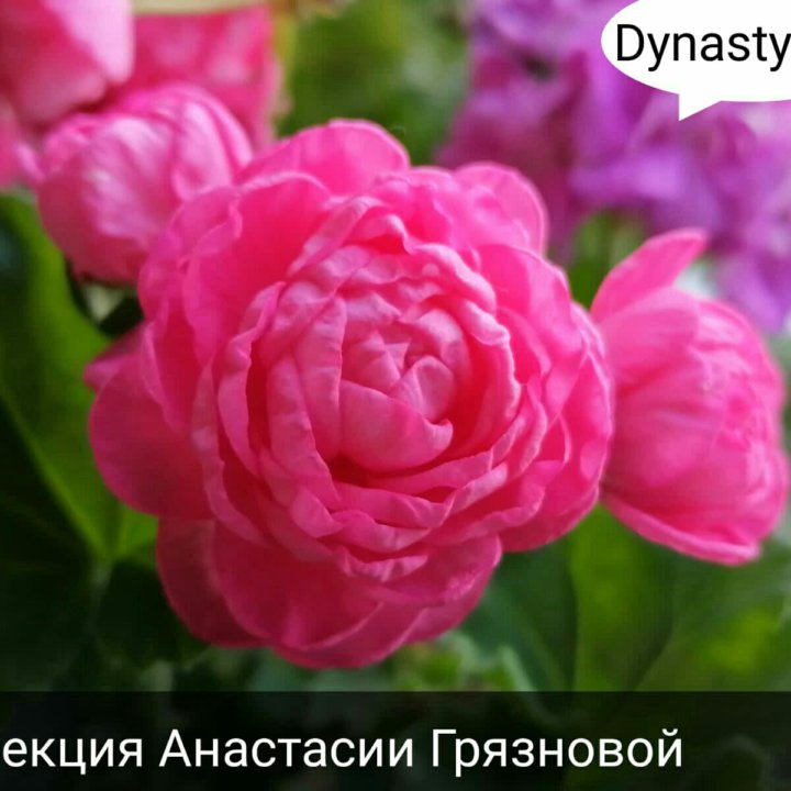 Dynasty Daji  пеларгония