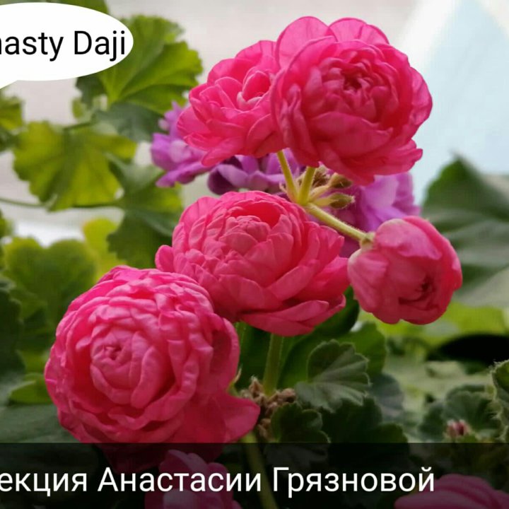 Dynasty Daji  пеларгония