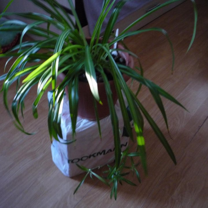 комнатное растение хлорофитум
