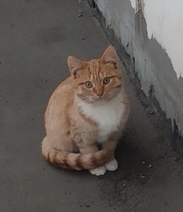 Котенок