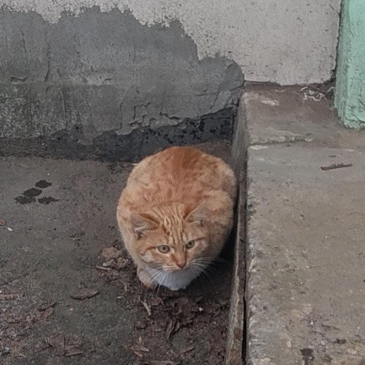 Котенок