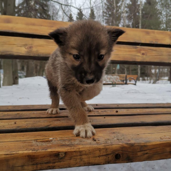 Маленький щенок выброшен на улицу