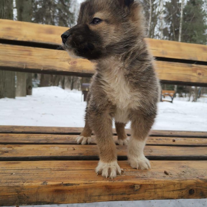 Маленький щенок выброшен на улицу