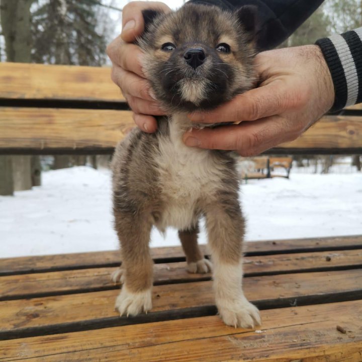 Маленький щенок выброшен на улицу