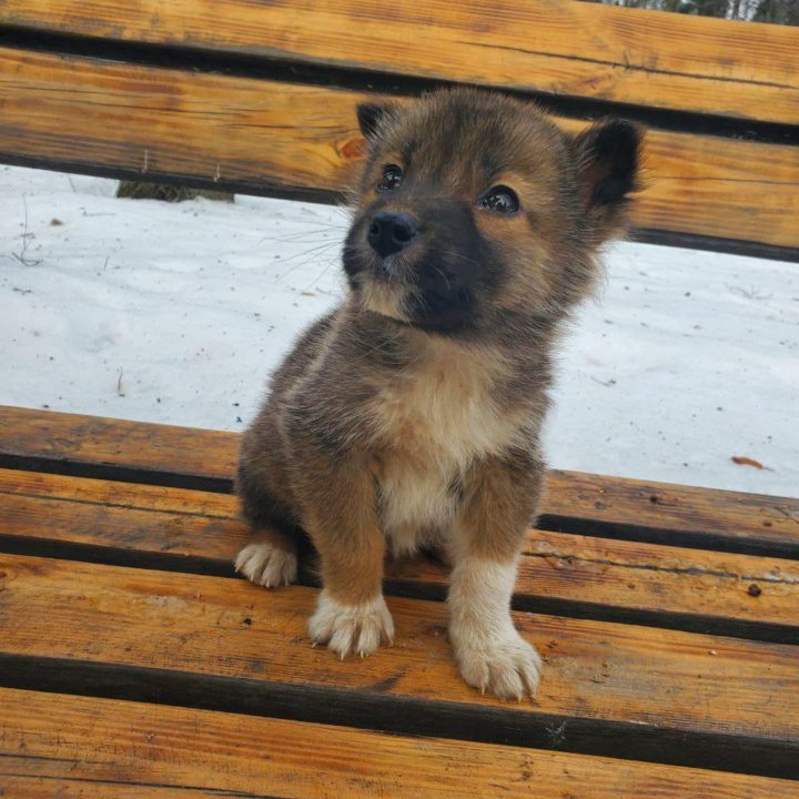 Маленький щенок выброшен на улицу