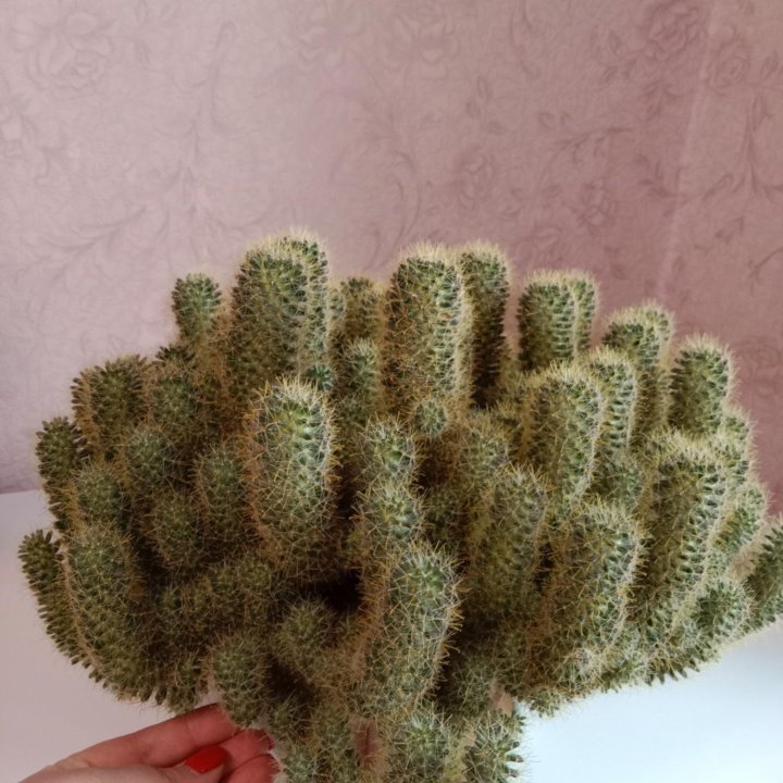 Комнатное растение кактус