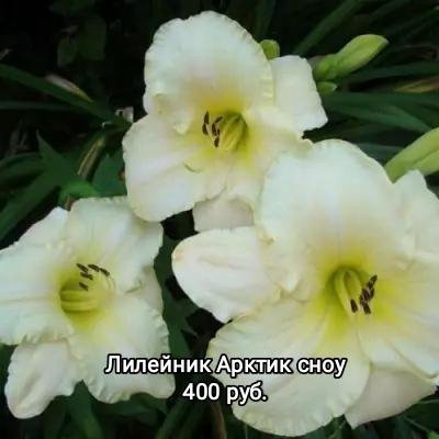 Корневища лилейников по 400