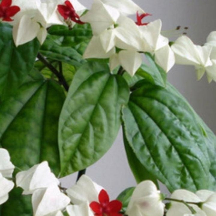 Цветы Клеродендрум Томпсона