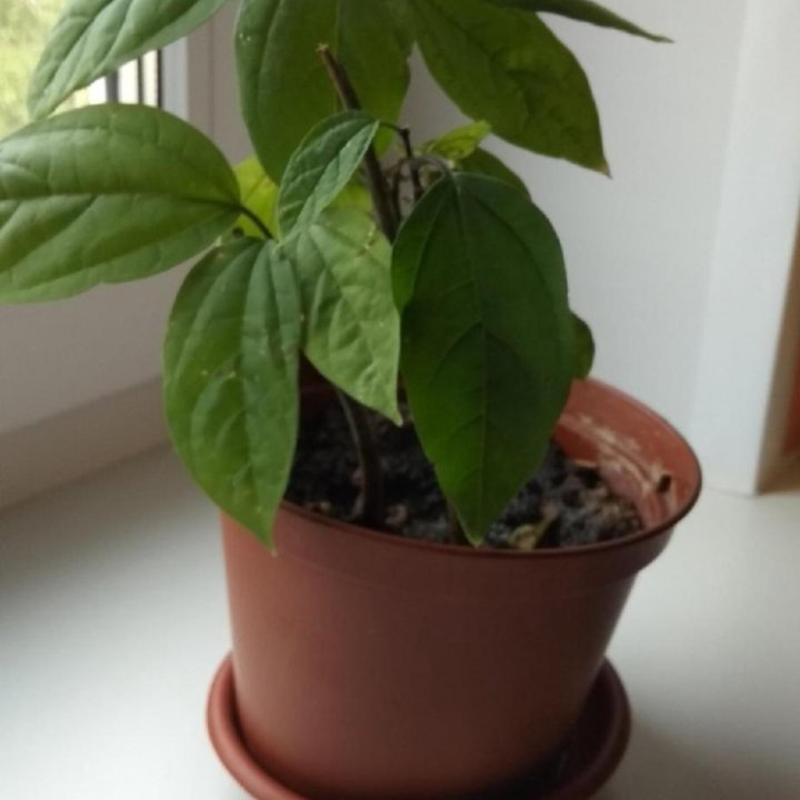 Цветы Клеродендрум Томпсона