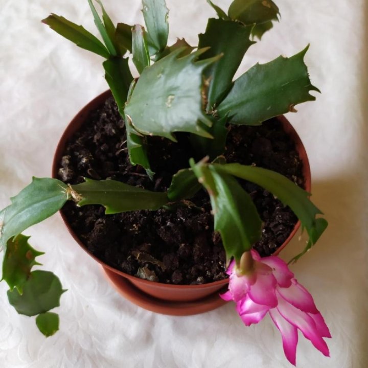 Цветы Клеродендрум Томпсона