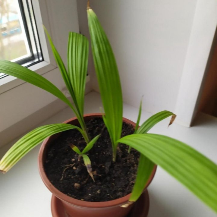 Цветы Клеродендрум Томпсона