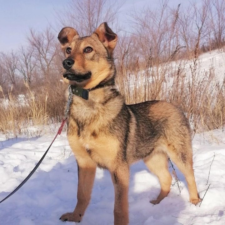 Собака Карла