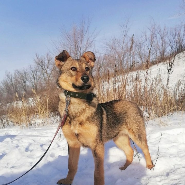 Собака Карла