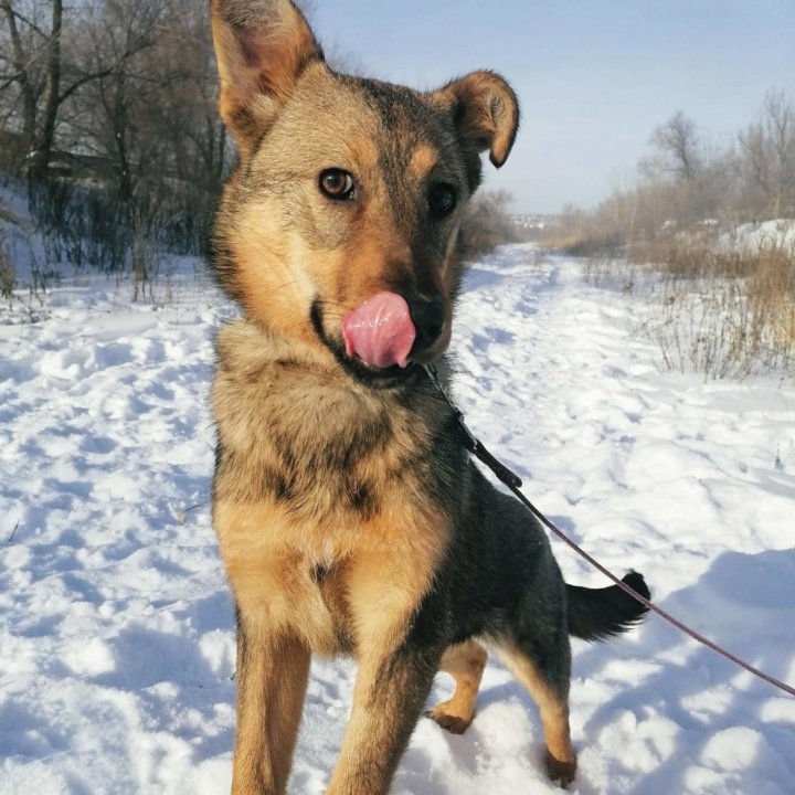 Собака Карла