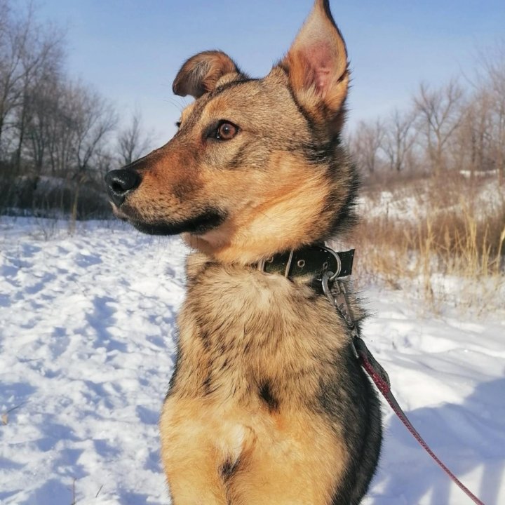 Собака Карла