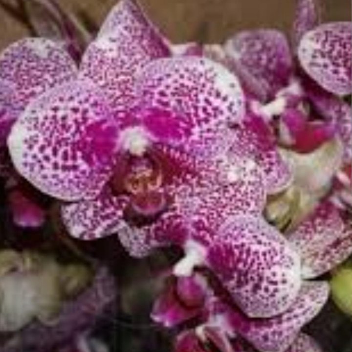 Орхидеи фаленопсисы Фэнси FANCY