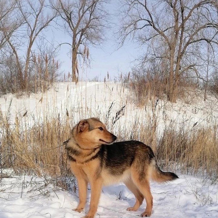 Собака Скарлет