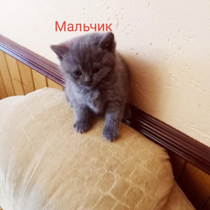 Шотландские котята