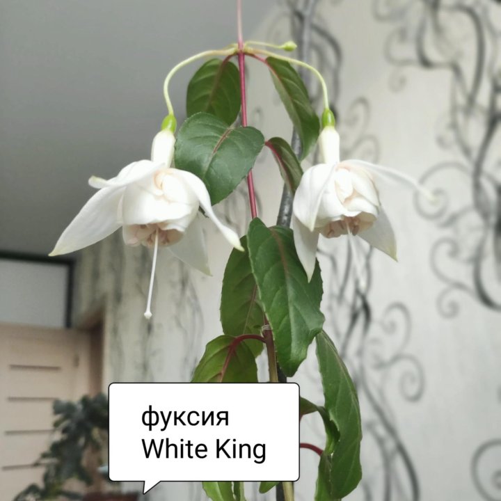 Фуксия White King