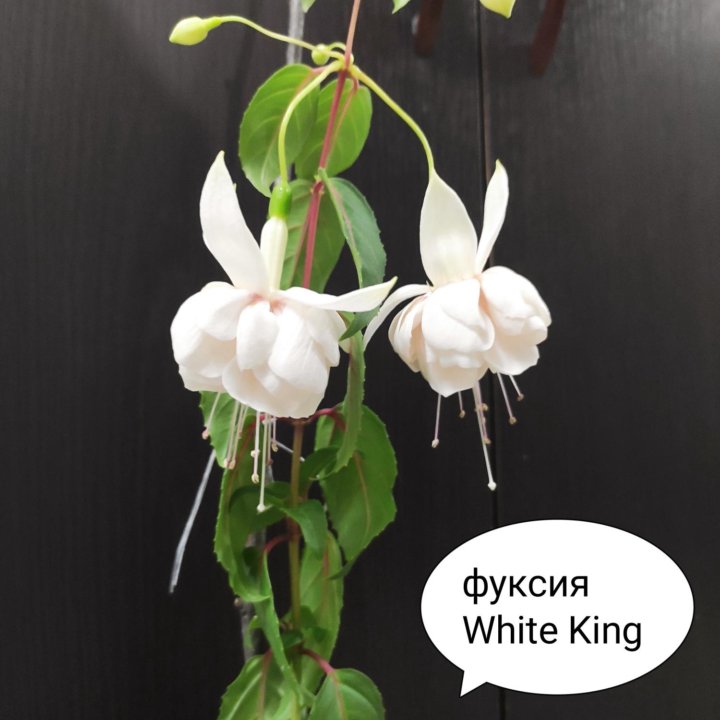 Фуксия White King