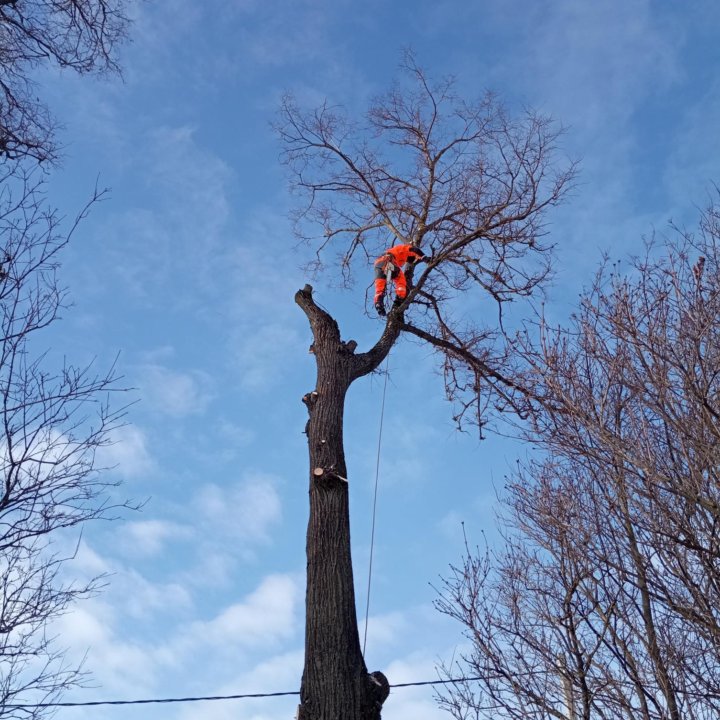 Расчистка участка, удаление деревьев, пней