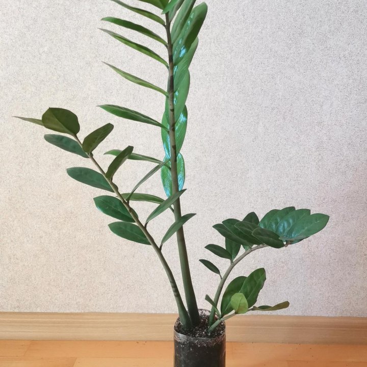 Замиокулькас молодое растение 1 год, 70 см