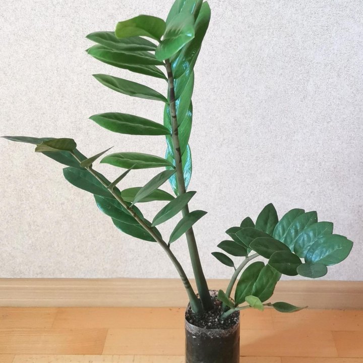 Замиокулькас молодое растение 1 год, 70 см