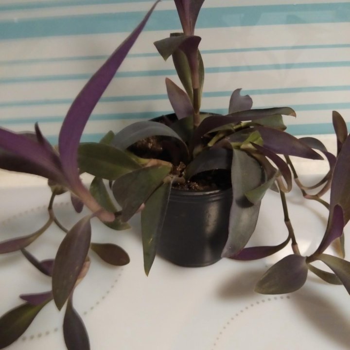 Сеткреазия пурпурная, с фото