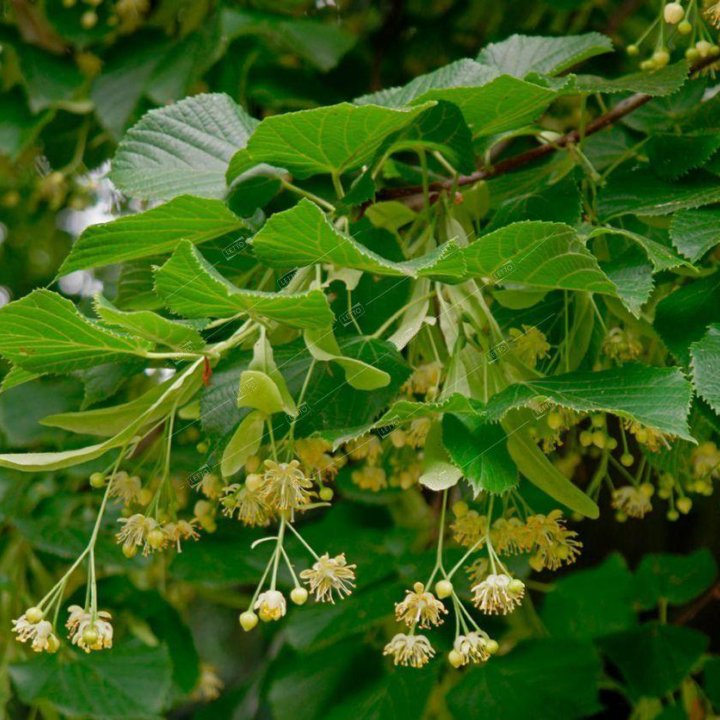 Липа мелколистная 200/250 Tilia cordata 7,5л (П)