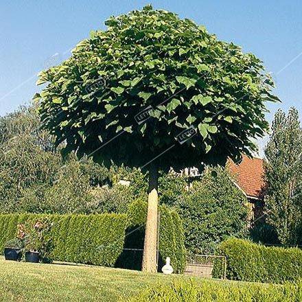 Катальпа бигнониевидная Нана штамб 8/10 Catalpa bignonioides Nana 18л (И)