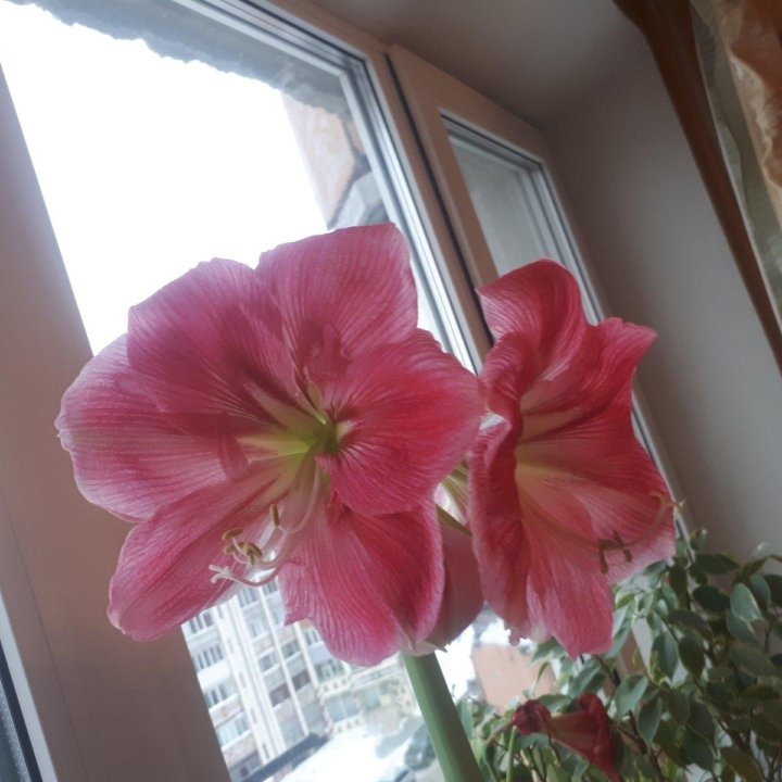 Амариллис Розали / Hippeastrum Rosalie (Лу