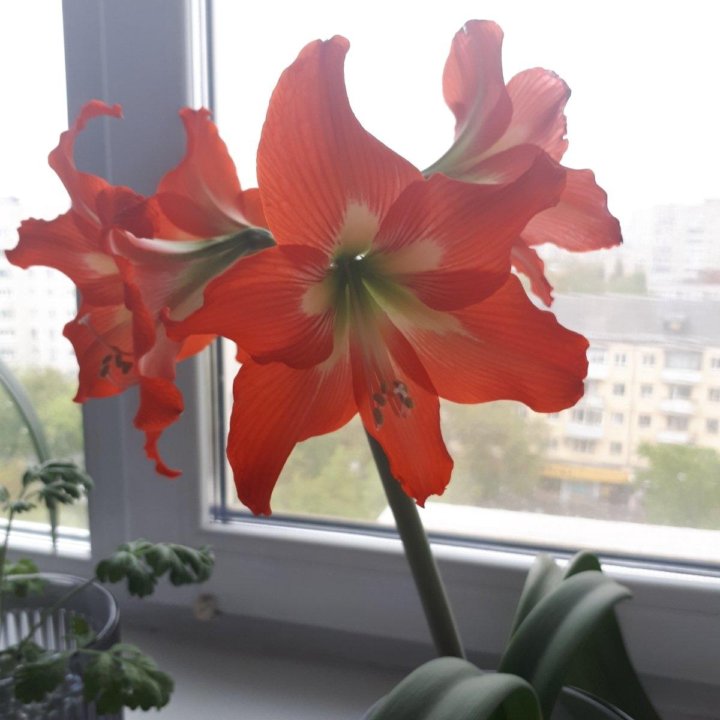 Амариллис Розали / Hippeastrum Rosalie (Лу