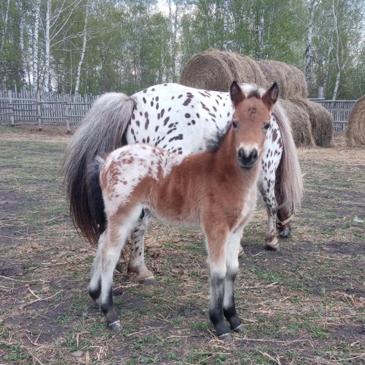 Плродистые пони. Молодняк.