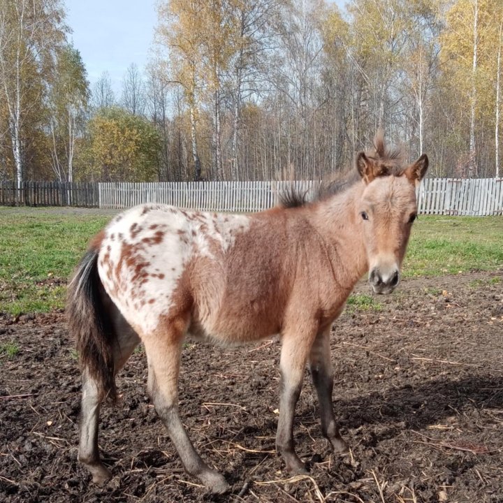 Продажа пони. Разные породы. Обмен.