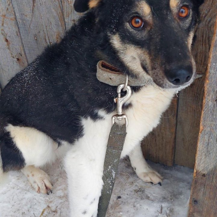 Небольшая собачка в добрые ручки