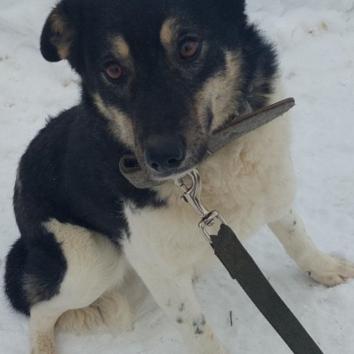 Небольшая собачка в добрые ручки