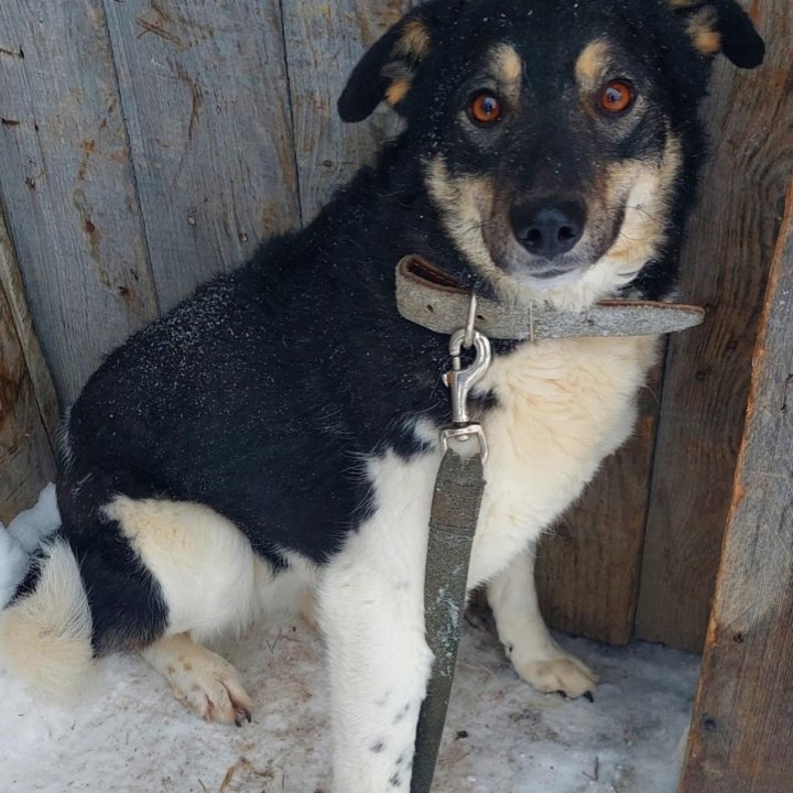 Небольшая собачка в добрые ручки