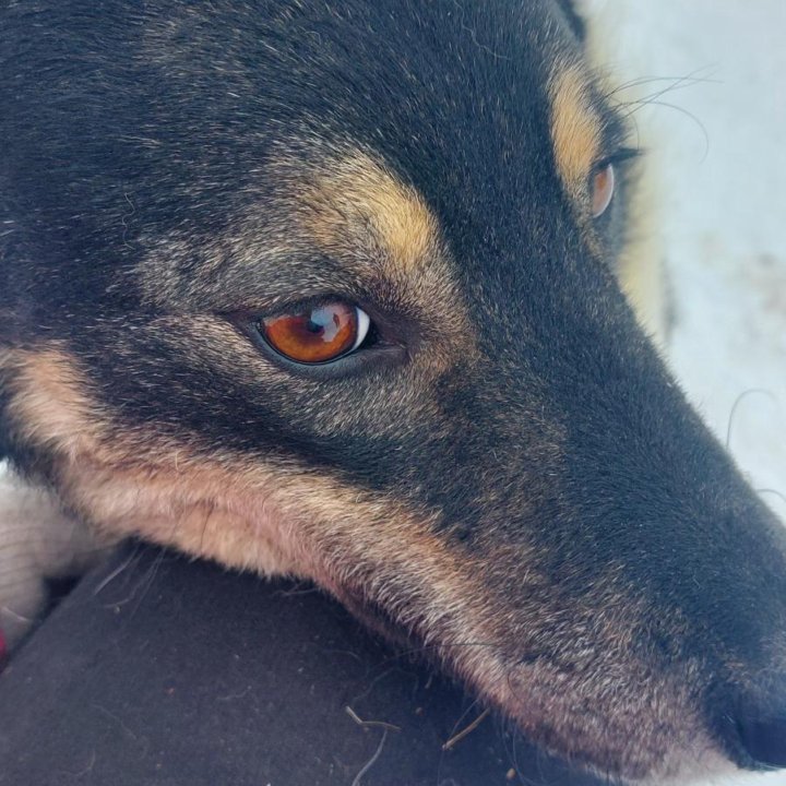 Небольшая собачка в добрые ручки