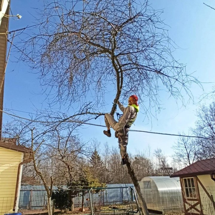 обрезка плодовых деревьев СПб и ЛО