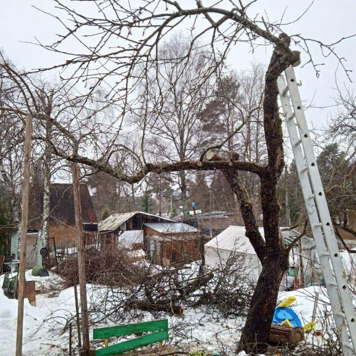 обрезка плодовых деревьев СПб и ЛО