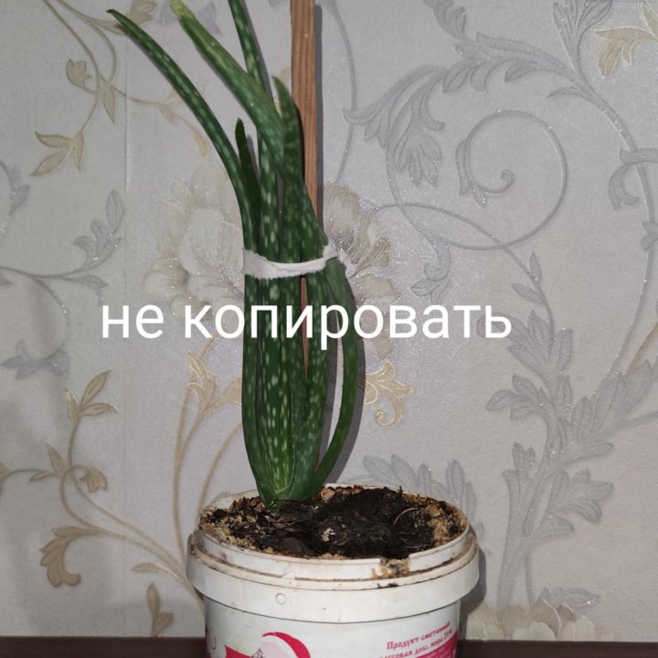 Цветы