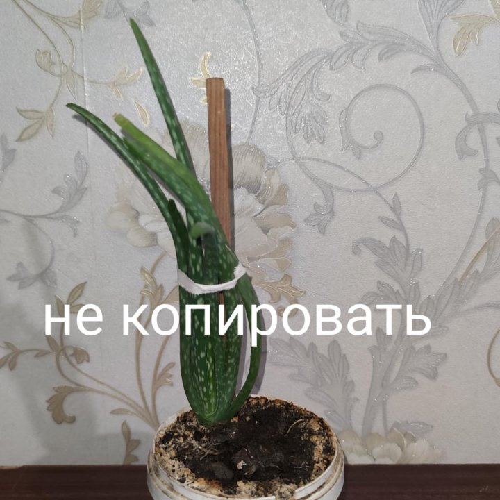 Цветы