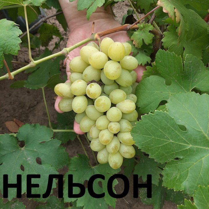 ВИНОГРАД САЖЕНЦЫ