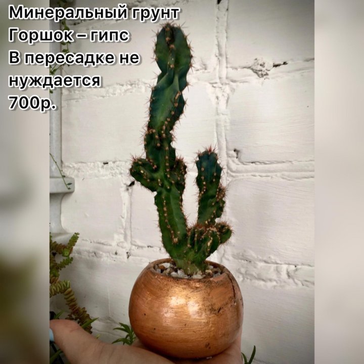 Кактусы