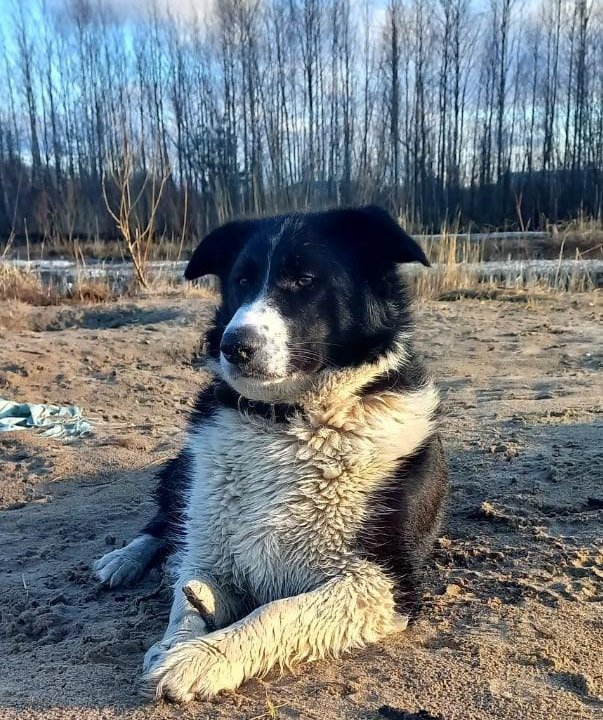 Собака в добрые руки отдам бесплатно